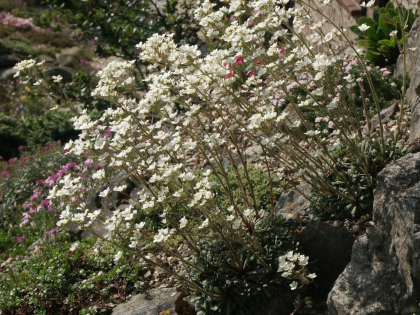 Saxifraga 'Whitehill'